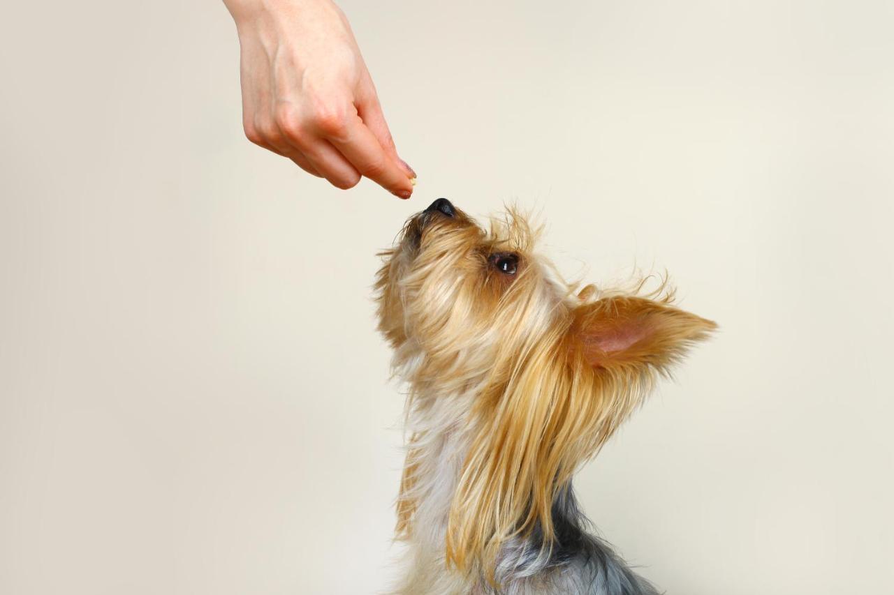 Hotel Botanico Y Oriental Spa Garden Puerto de la Cruz  Exterior foto A dog being fed